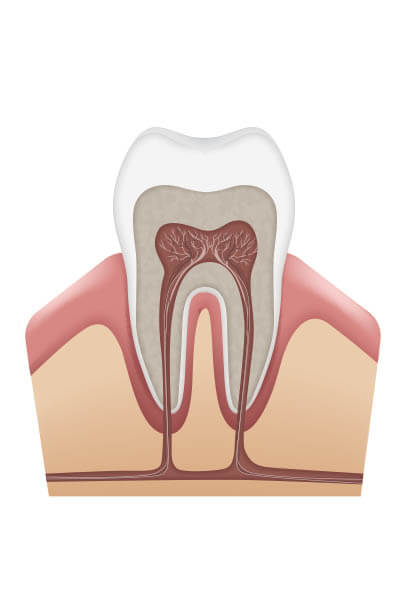 endodontia-dente
